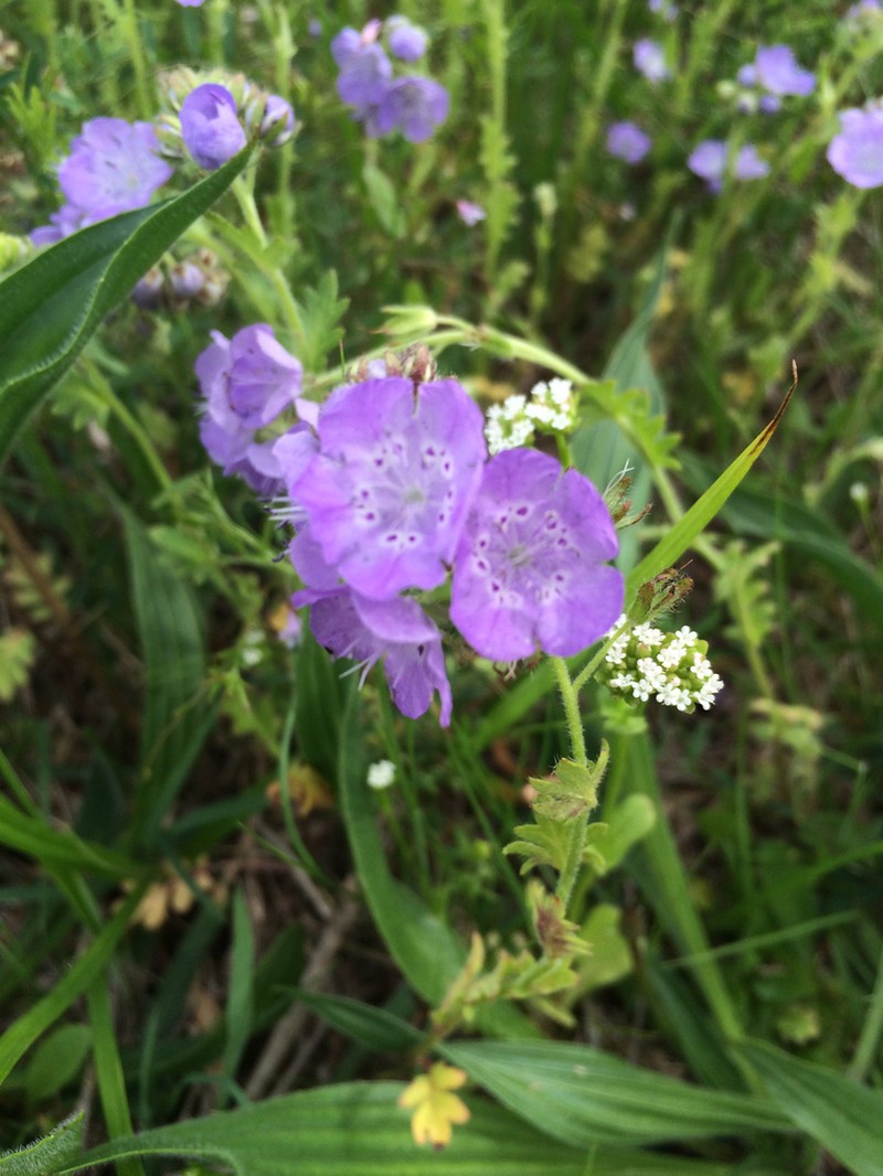 Fuzzy Phacelia