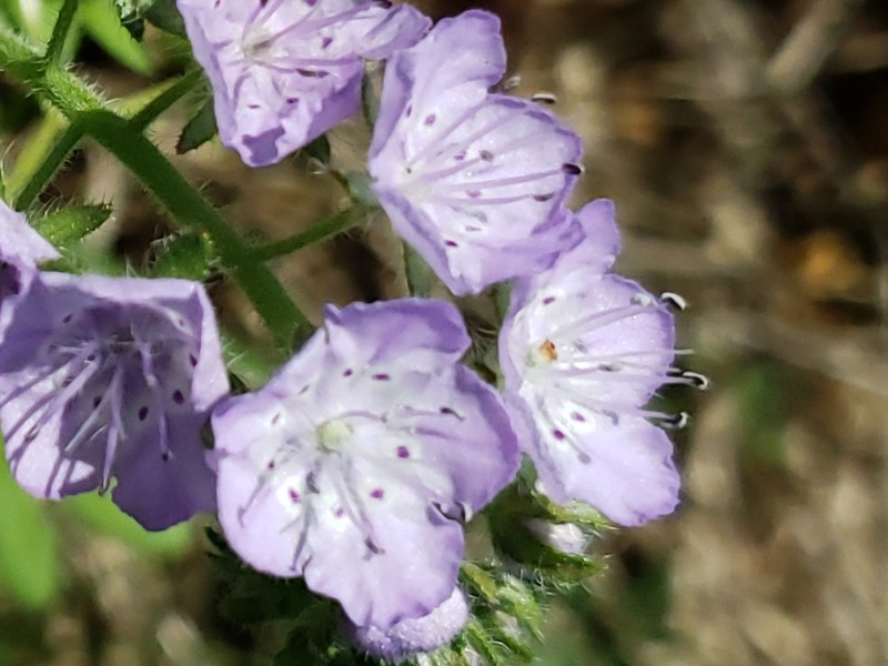 Fuzzy Phacelia photo 2