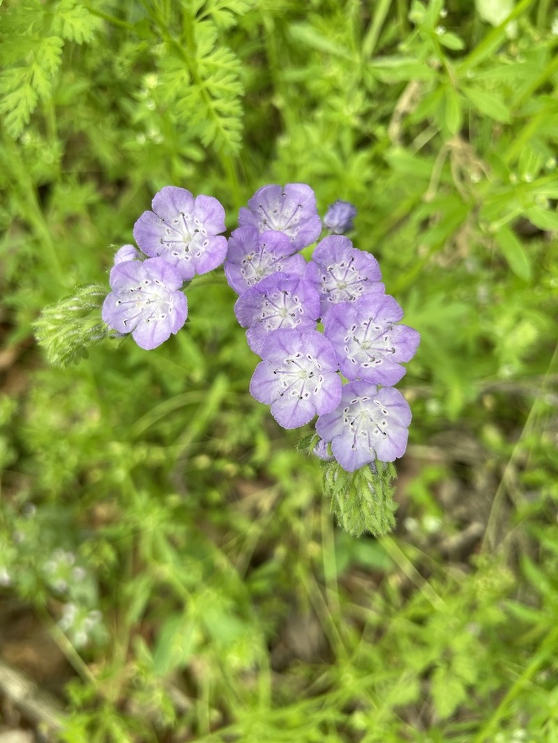 Fuzzy Phacelia photo 3