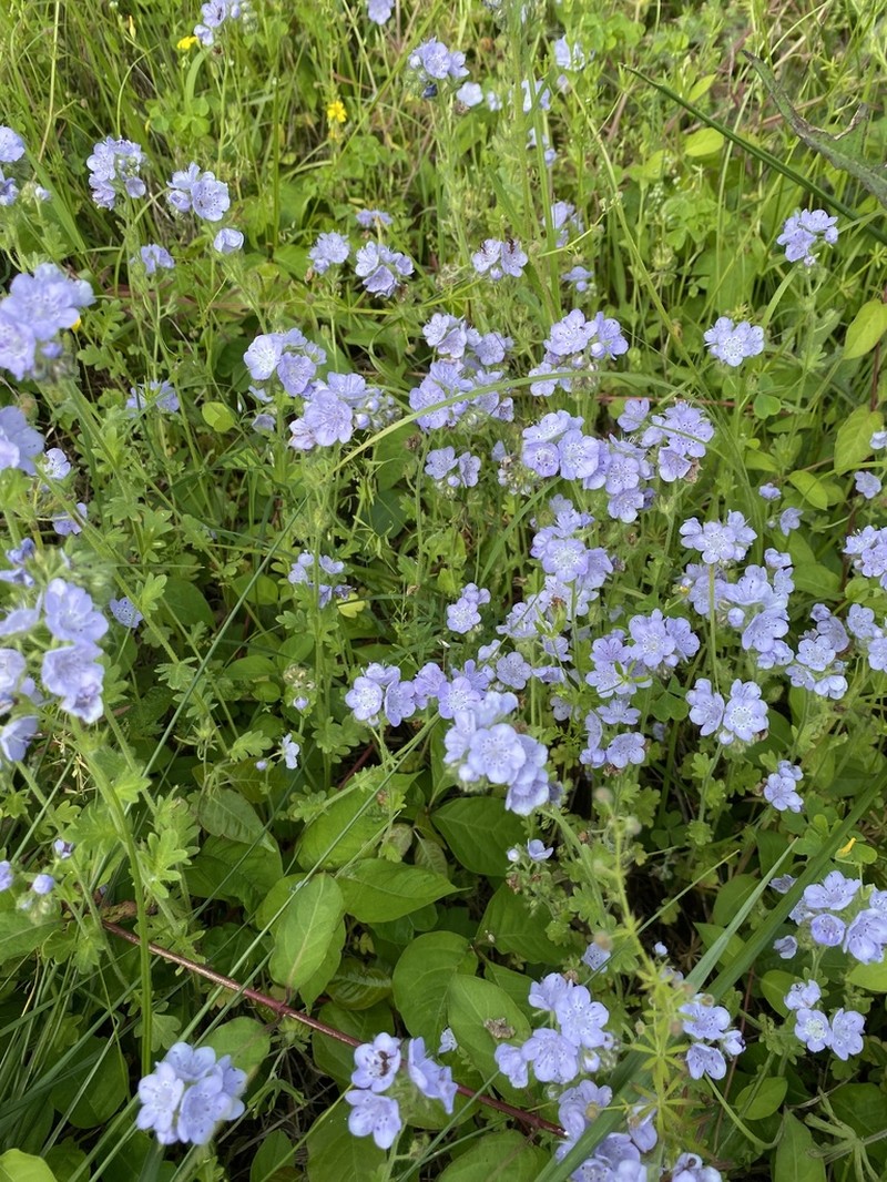 Fuzzy Phacelia photo 4