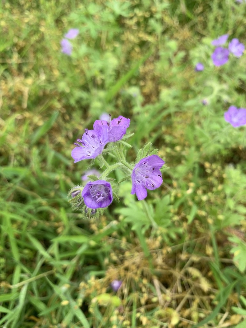 Fuzzy Phacelia photo 5