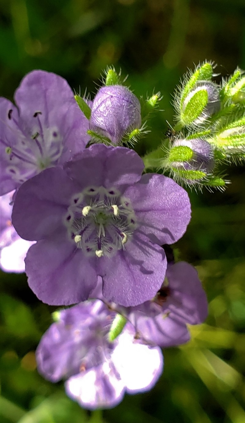 Fuzzy Phacelia photo 6