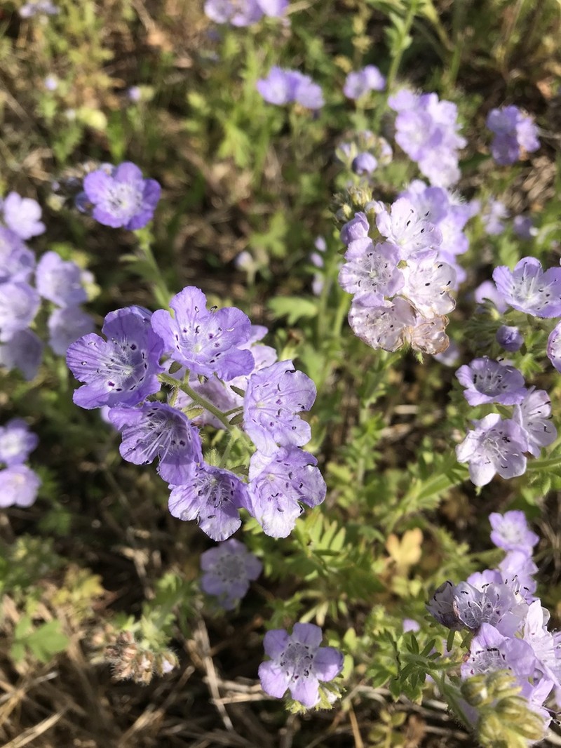 Fuzzy Phacelia photo 7