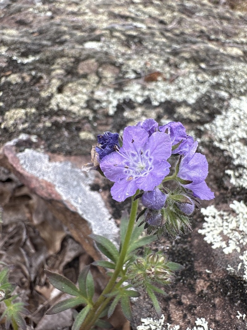Fuzzy Phacelia photo 8