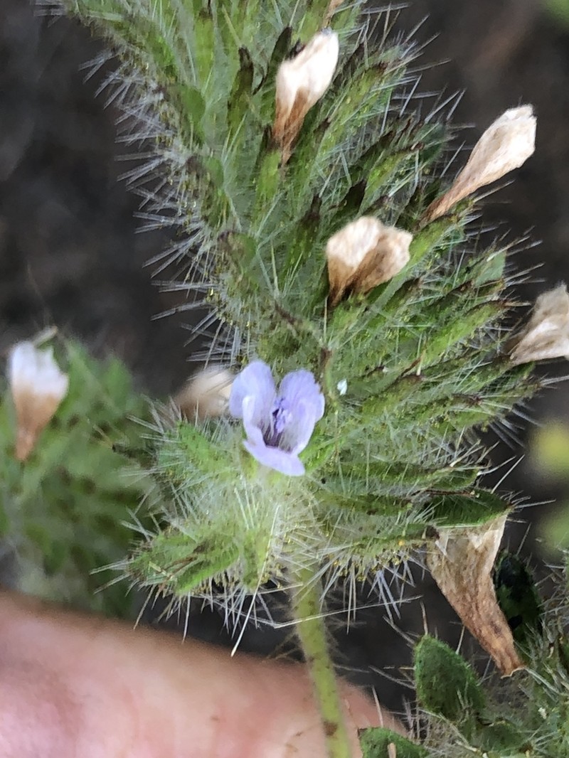Phacelia hirtuosa