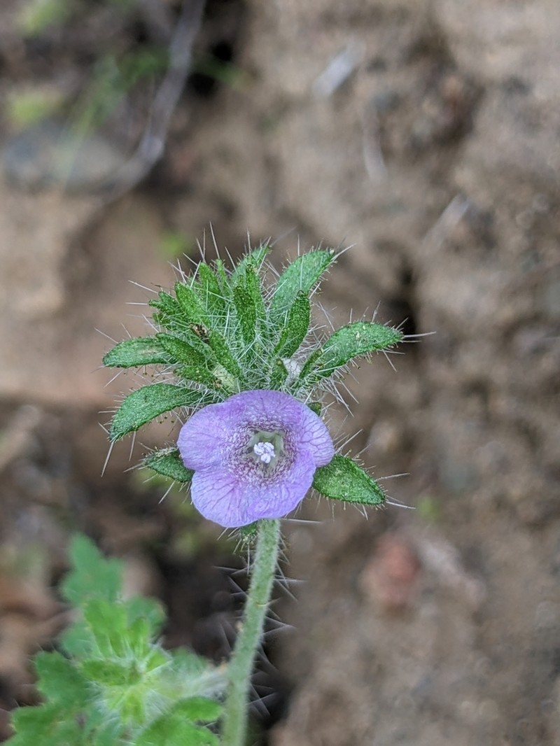 Phacelia hirtuosa photo 2