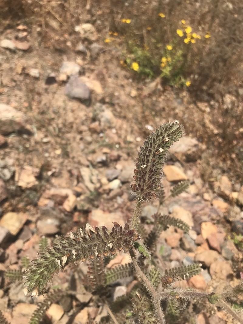 Phacelia hirtuosa photo 3