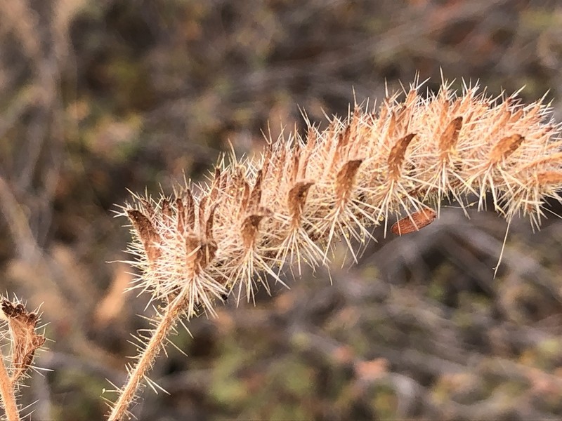 Phacelia hirtuosa photo 4