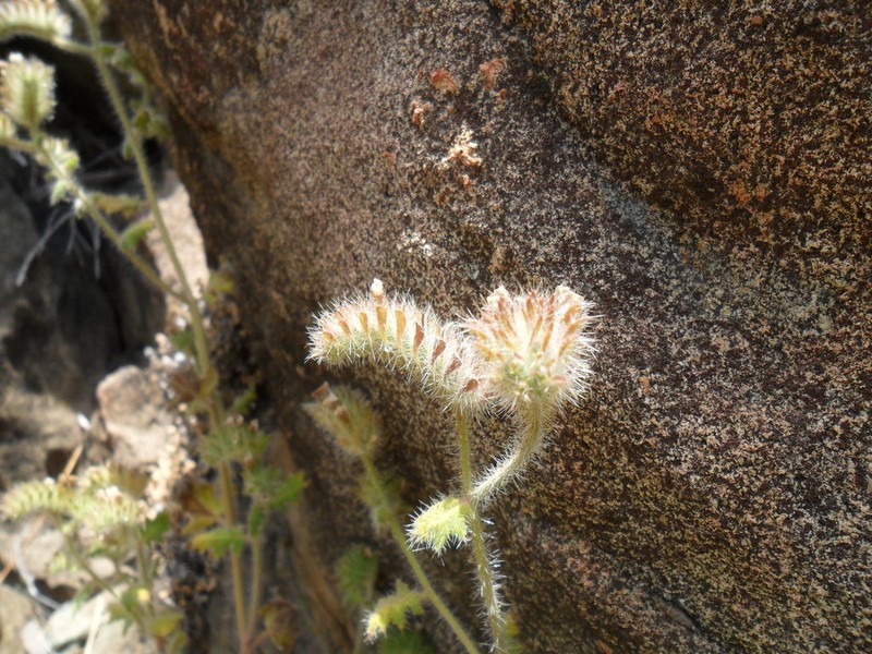 Phacelia hirtuosa photo 5