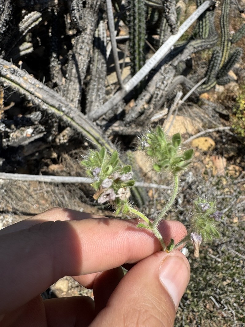 Phacelia hirtuosa photo 6