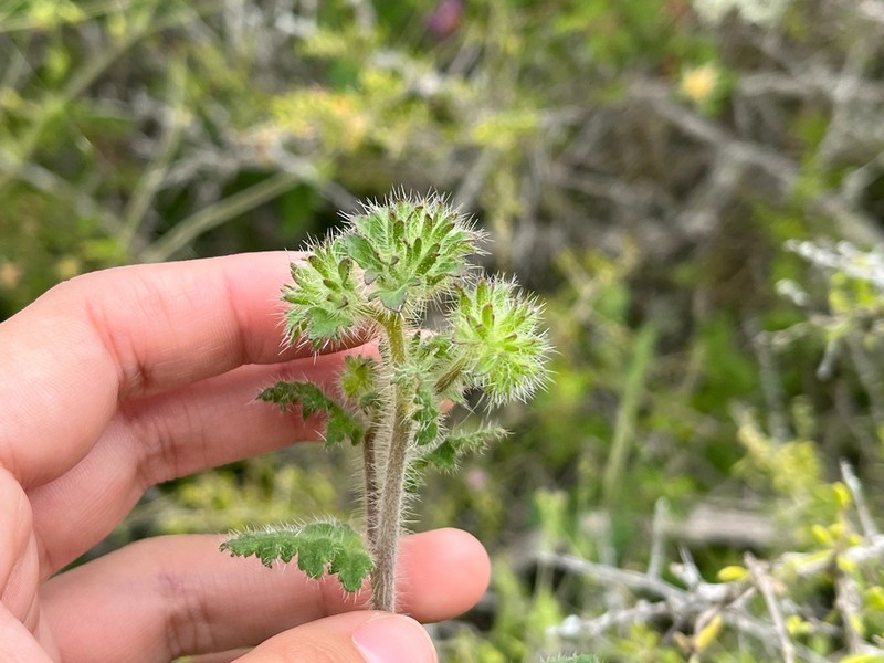 Phacelia hirtuosa photo 7