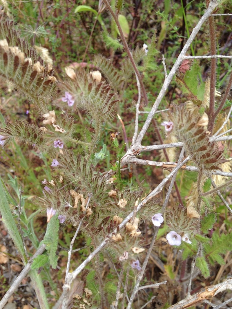 Phacelia hirtuosa photo 8