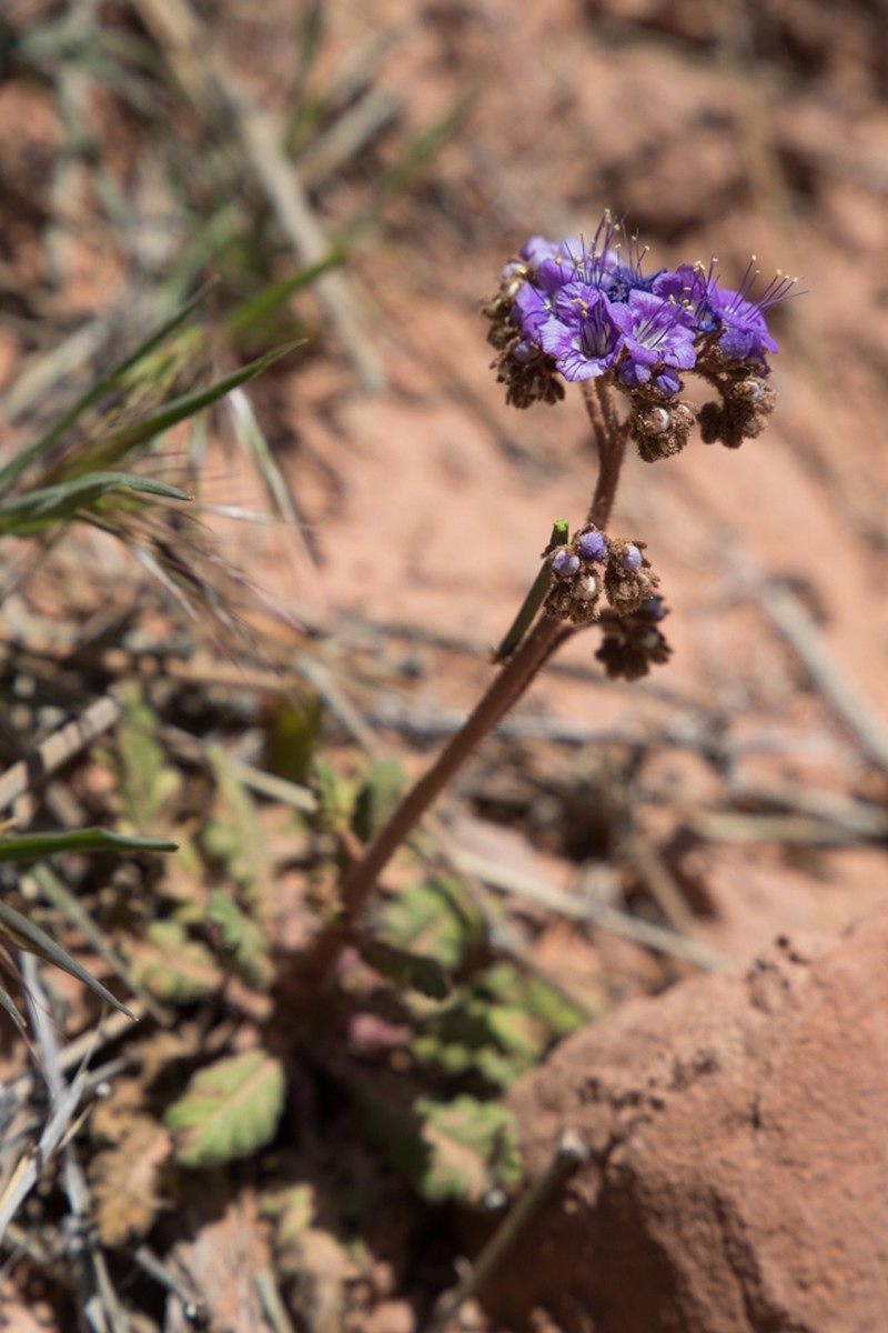 Harlequin Phacelia photo 2