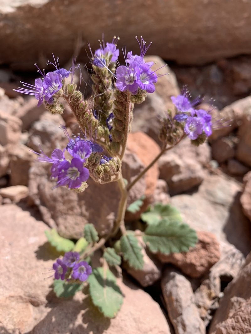 Harlequin Phacelia photo 3