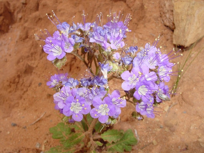Harlequin Phacelia photo 4