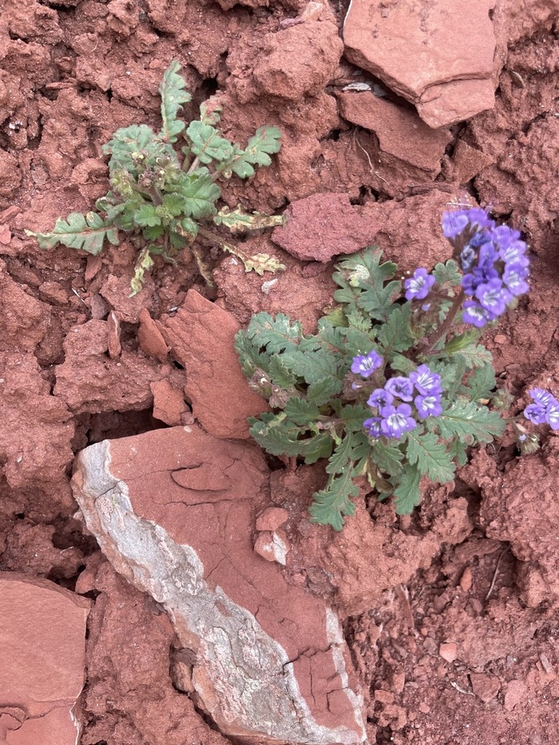 Harlequin Phacelia photo 5