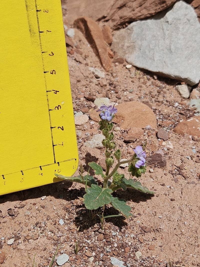 Harlequin Phacelia photo 7