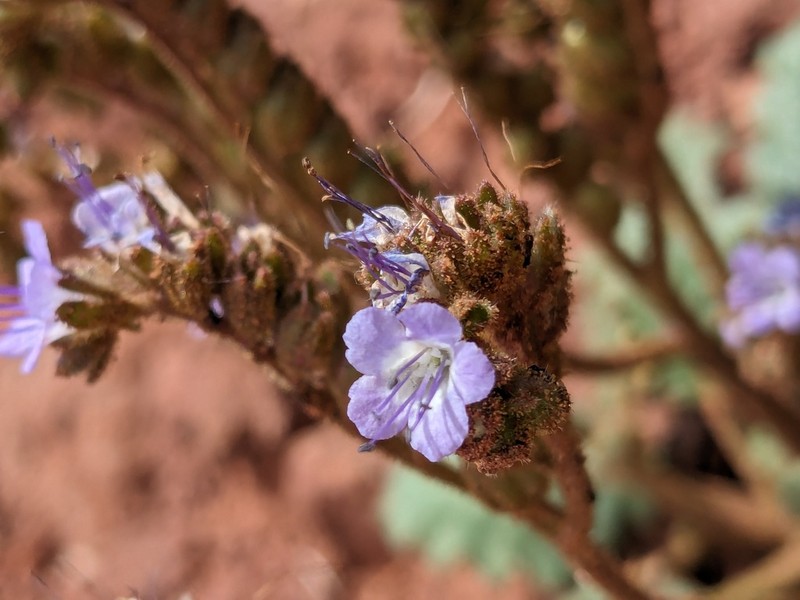 Harlequin Phacelia photo 8