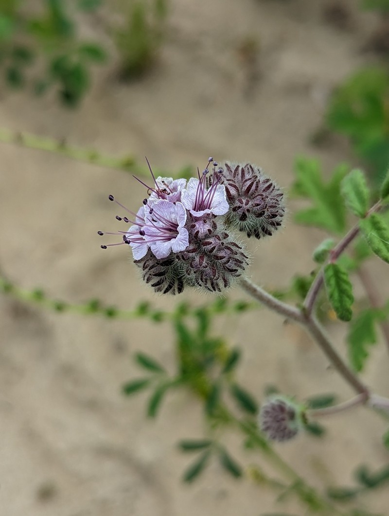Caterpillar Phacelia photo 2