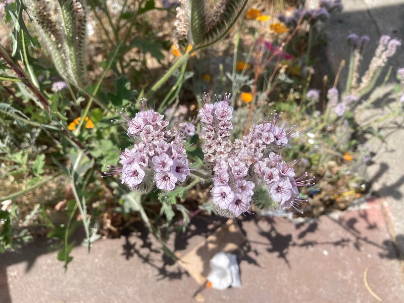 Caterpillar Phacelia photo 3