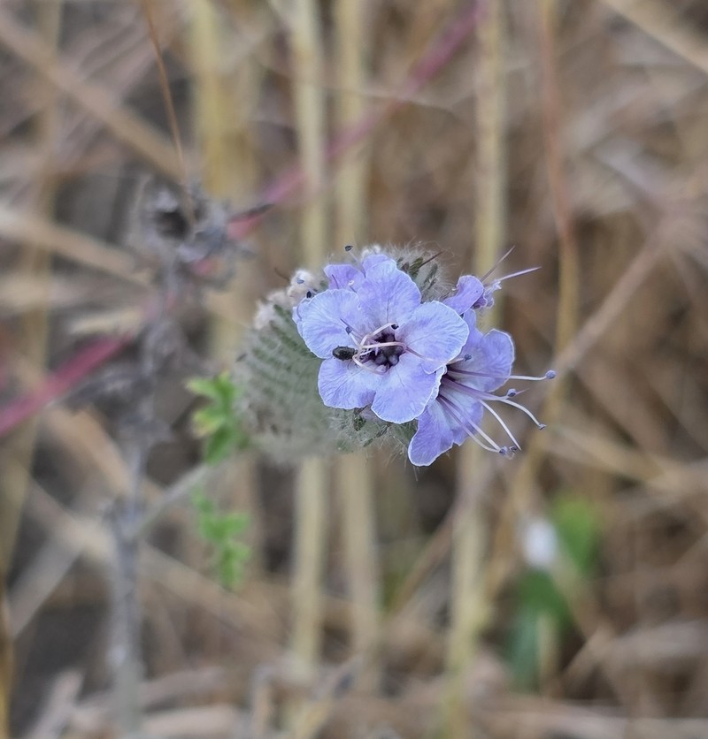 Caterpillar Phacelia photo 4