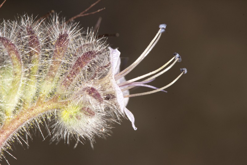 Caterpillar Phacelia photo 5