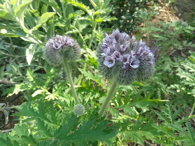 Caterpillar Phacelia photo 6