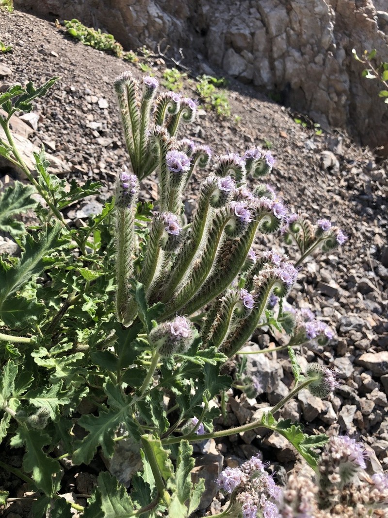 Caterpillar Phacelia photo 7