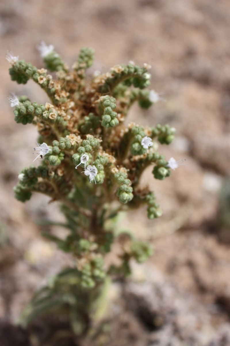 Hughes's Phacelia