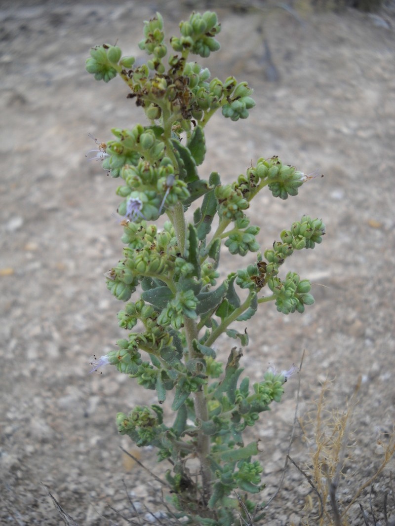 Hughes's Phacelia photo 2