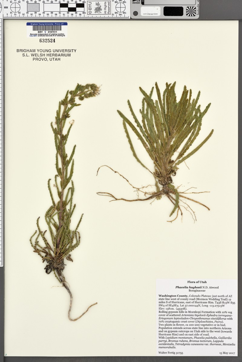 Hughes's Phacelia photo 3