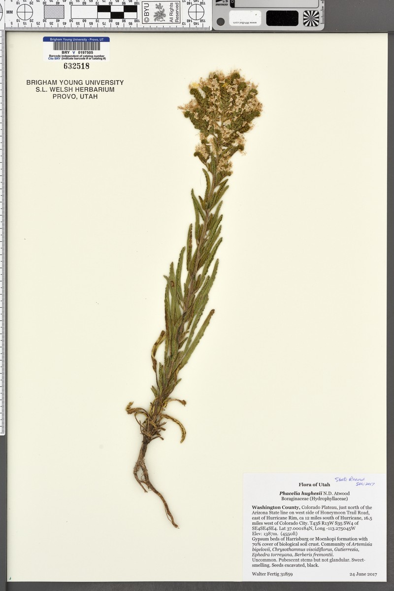 Hughes's Phacelia photo 4