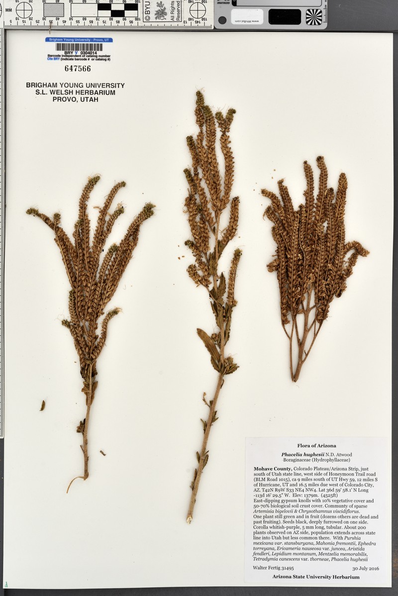 Hughes's Phacelia photo 5