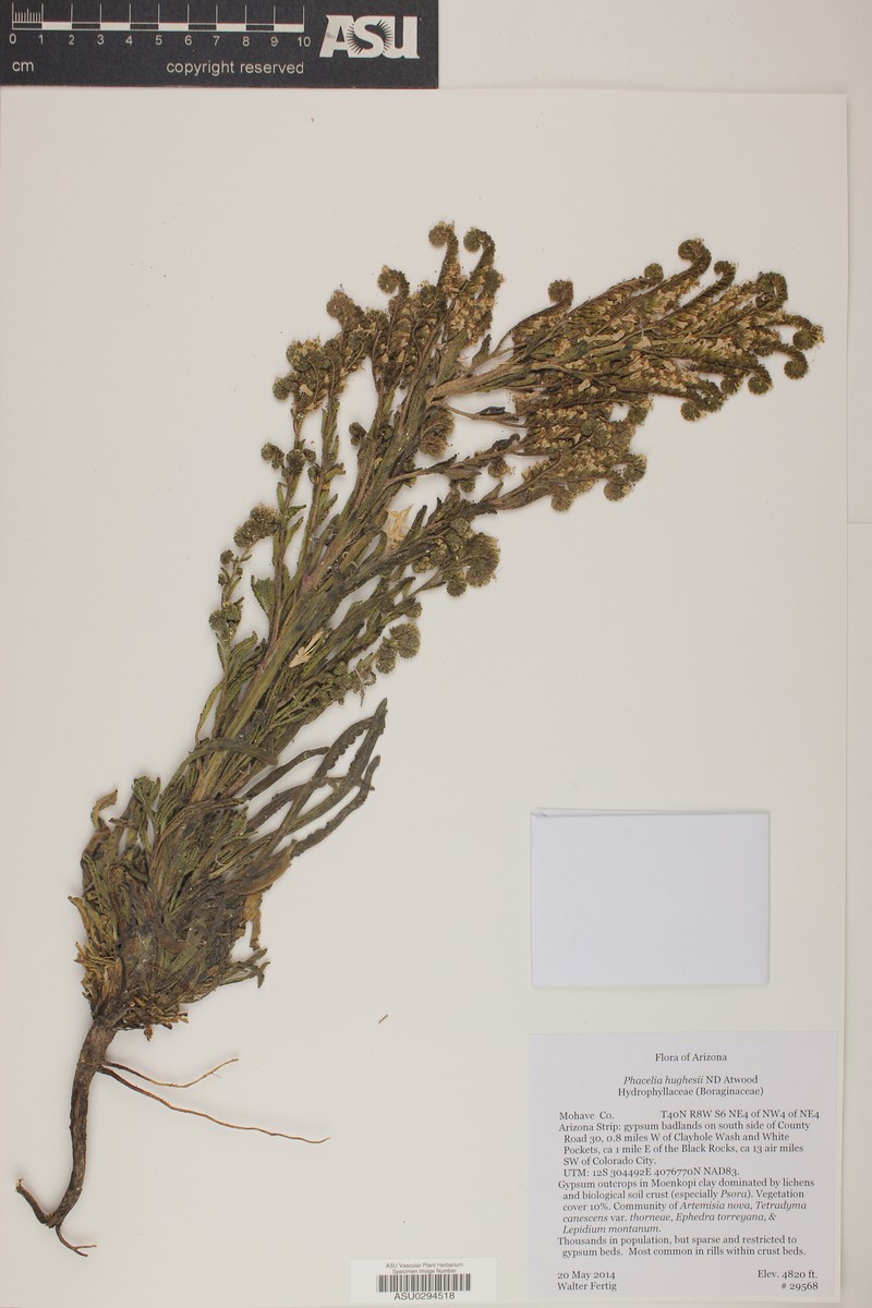 Hughes's Phacelia photo 6