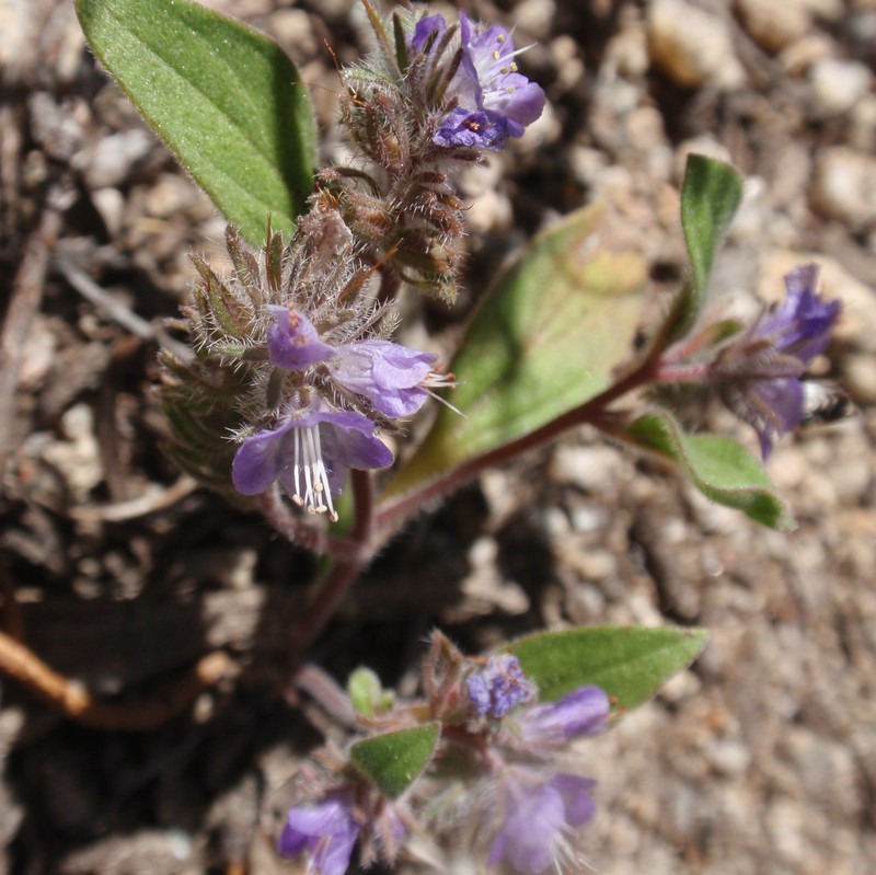 Low Phacelia