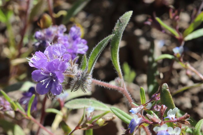 Low Phacelia photo 2