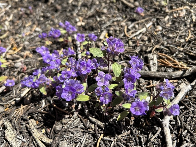 Low Phacelia photo 3