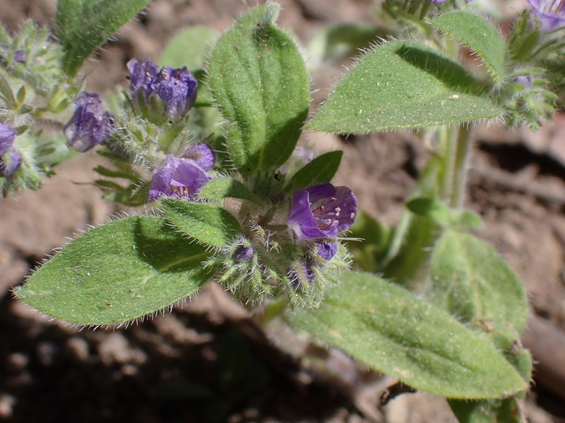 Low Phacelia photo 4