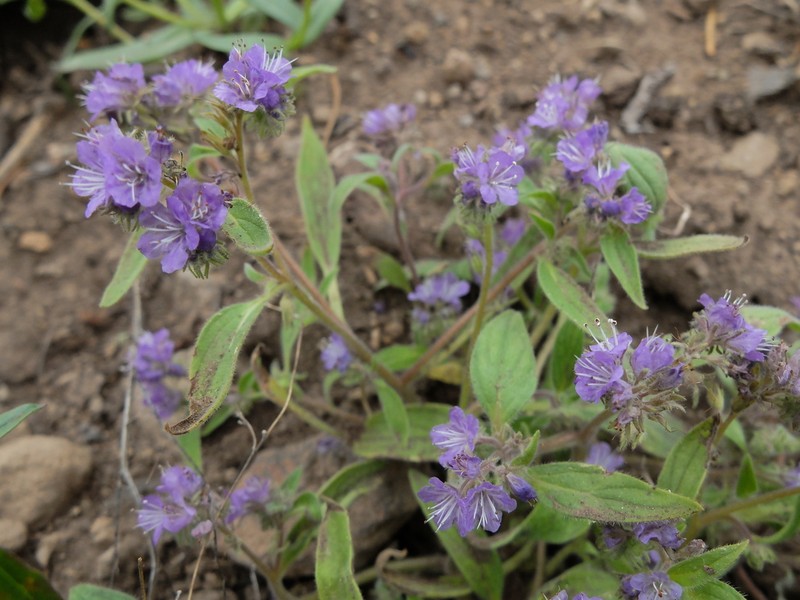 Low Phacelia photo 5