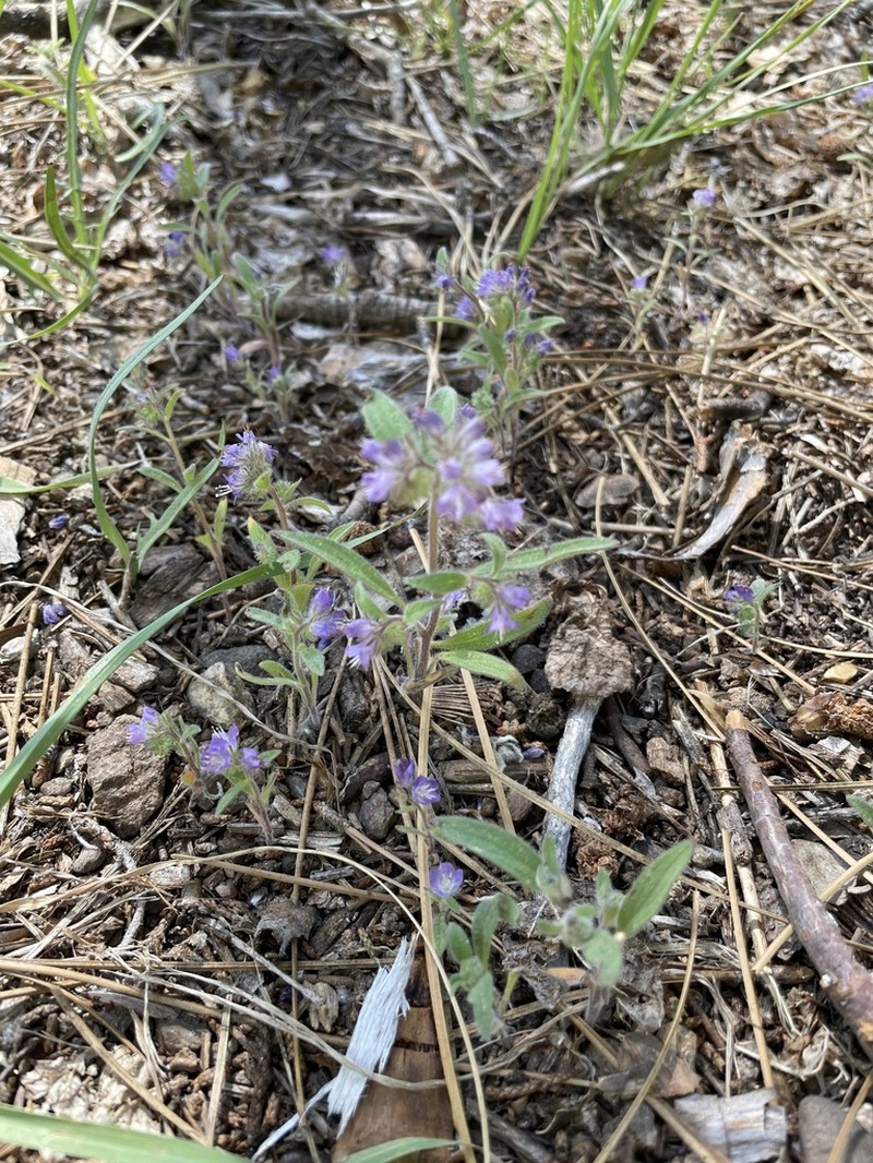Low Phacelia photo 6