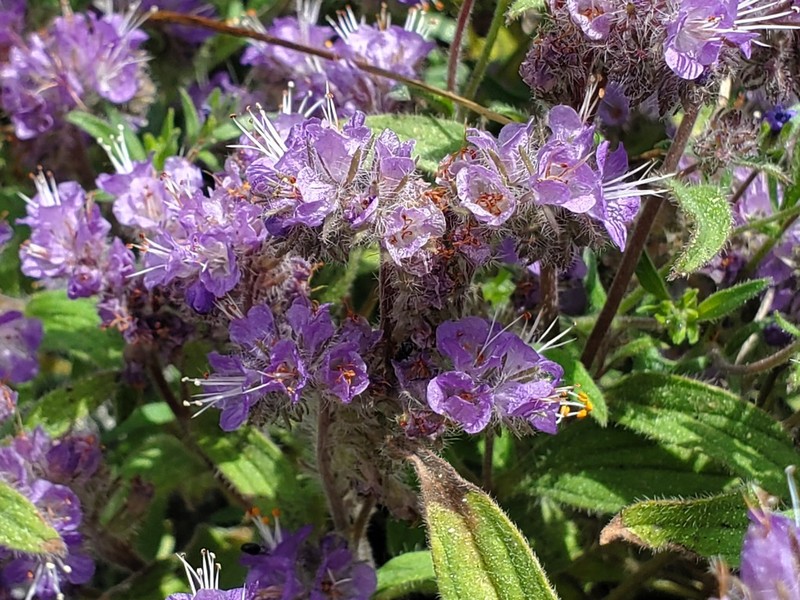 Low Phacelia photo 7