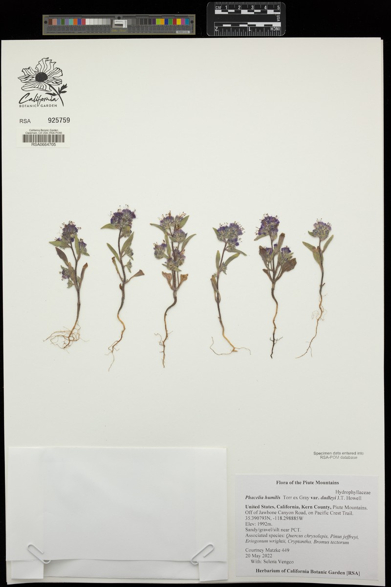 Phacelia humilis var. dudleyi