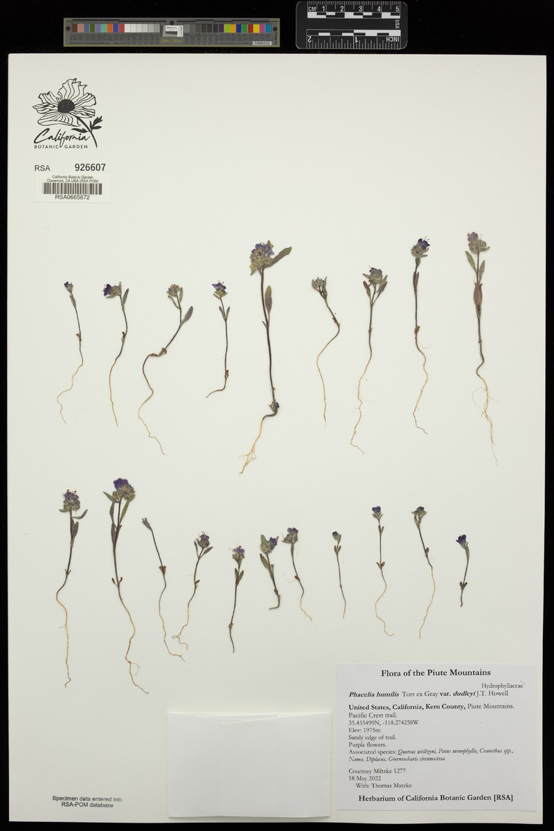 Phacelia humilis var. dudleyi photo 2