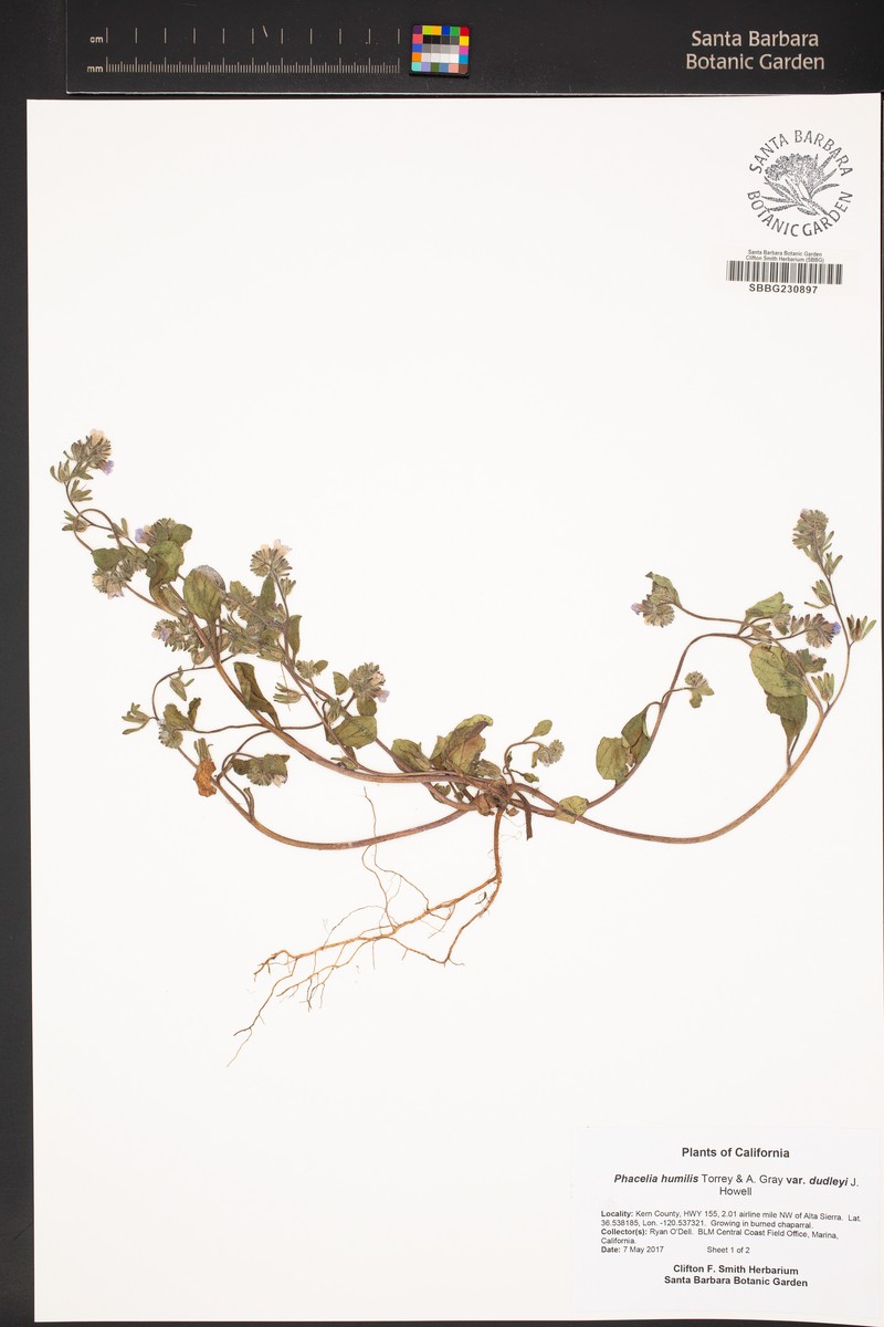 Phacelia humilis var. dudleyi photo 3