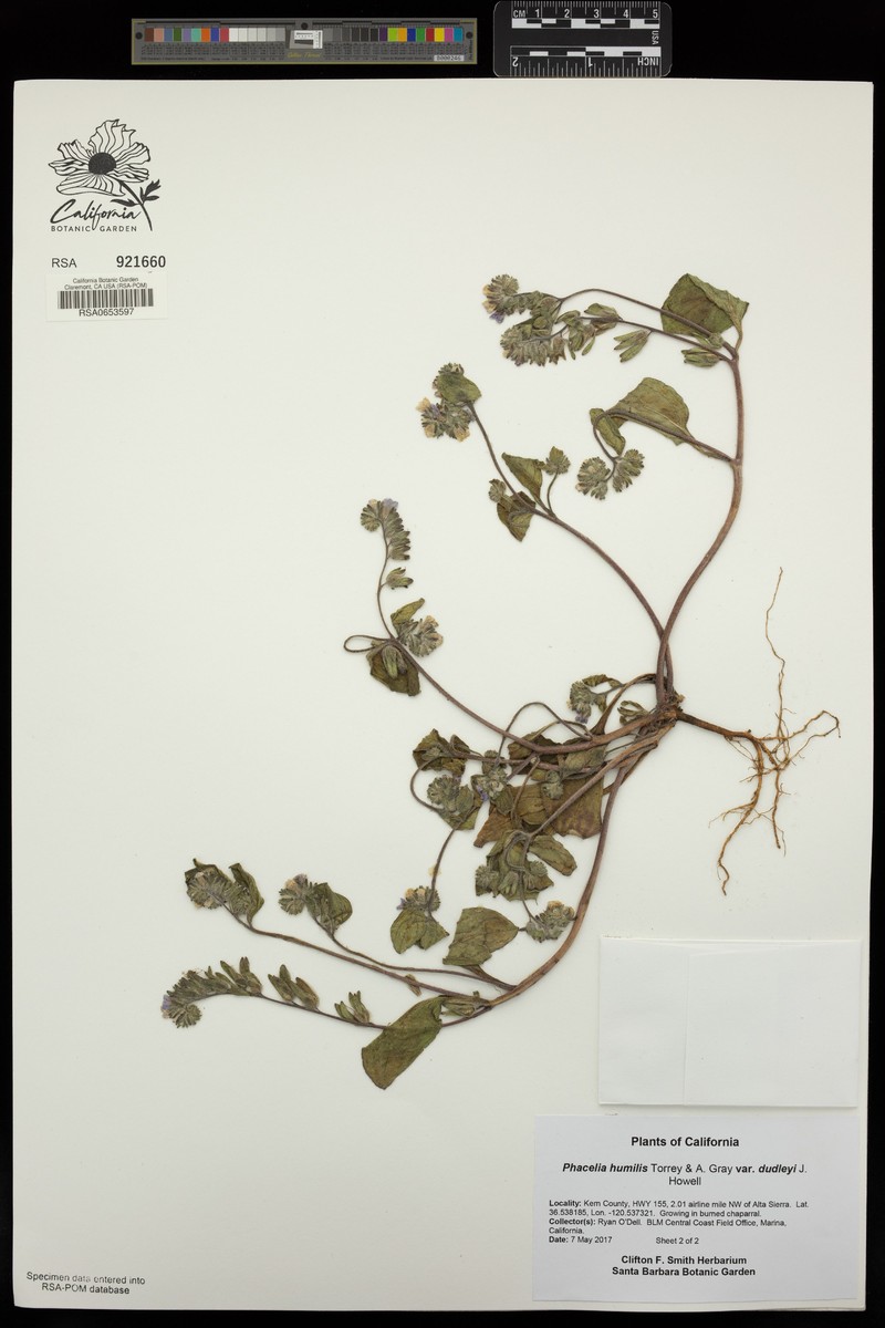 Phacelia humilis var. dudleyi photo 4