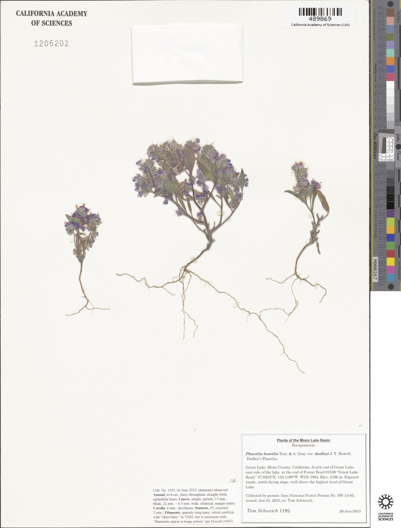 Phacelia humilis var. dudleyi photo 5