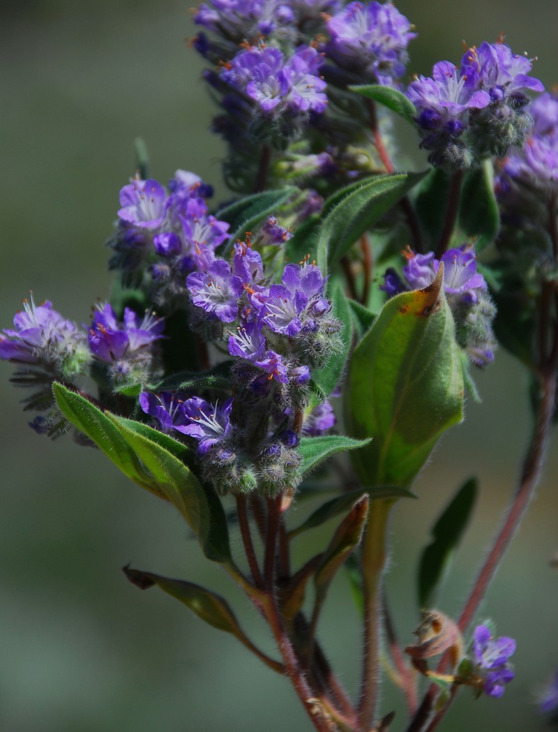 Phacelia humilis var. humilis