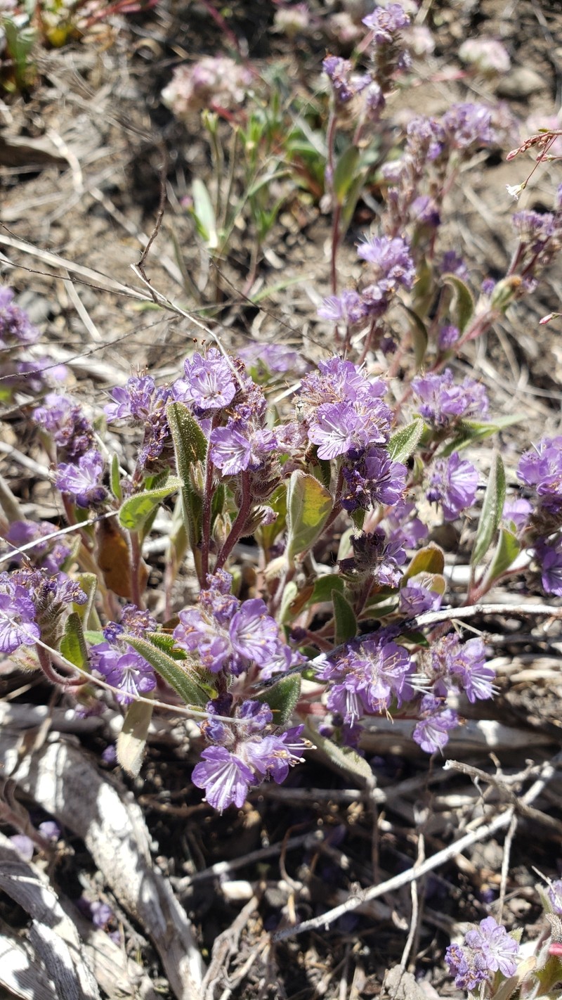 Phacelia humilis var. humilis photo 2