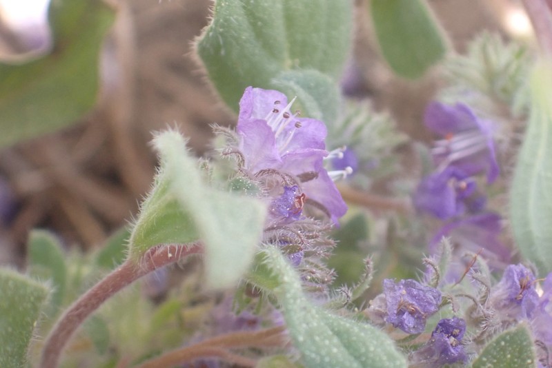 Phacelia humilis var. humilis photo 3