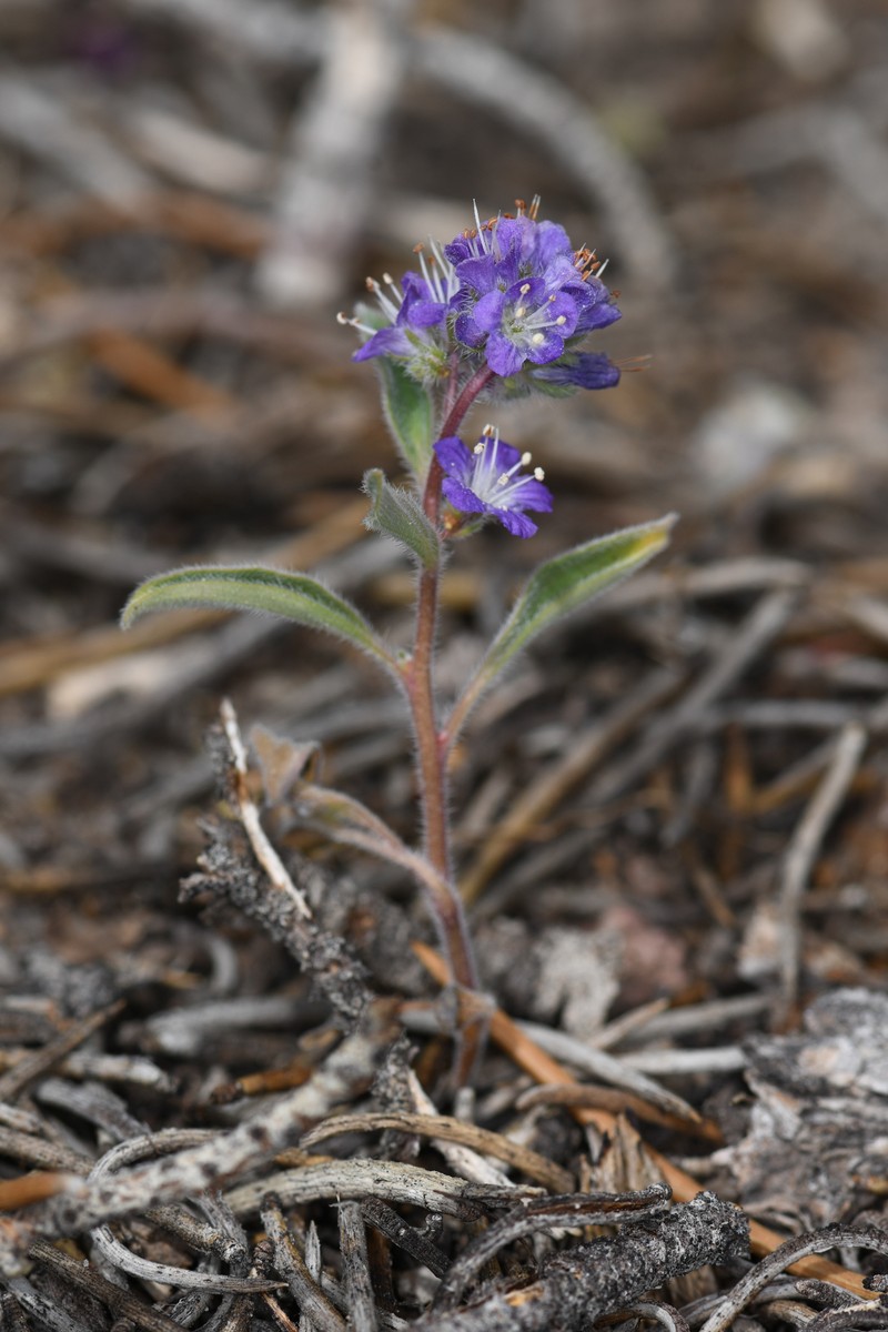 Phacelia humilis var. humilis photo 4